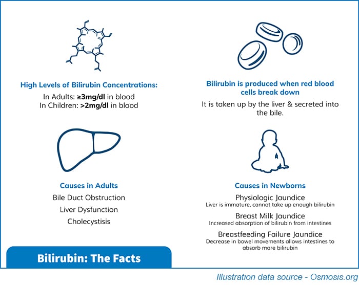 biliruben infographic with small print biliruben infographic with small print